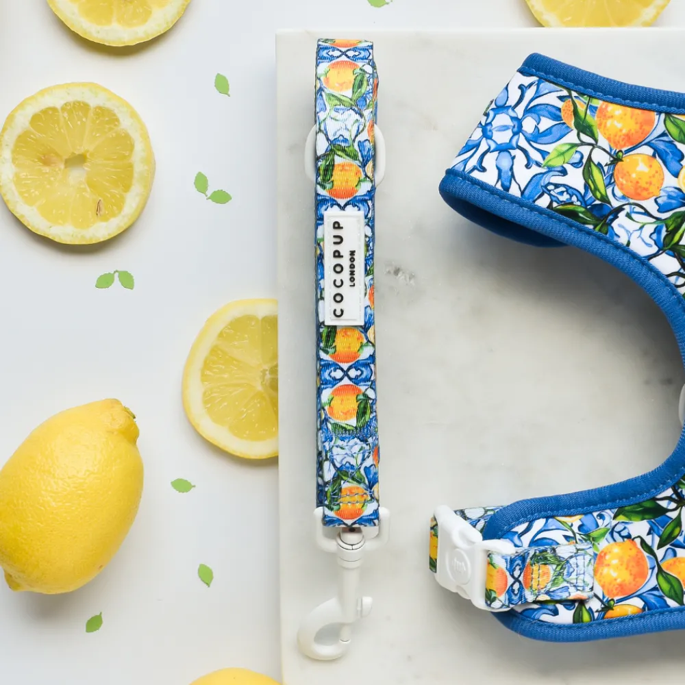 Cocopup Adjustable Harness Bundles-Amalfi Lemon Adjustable Neck Harness, Lead & Collar Bundle