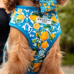 Cocopup Adjustable Neck Harnesses-Amalfi Lemon Adjustable Neck HARNESS