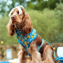 Cocopup Adjustable Neck Harnesses-Amalfi Lemon Adjustable Neck HARNESS