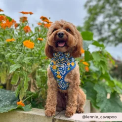 Cocopup Collar Flowers-Amalfi Lemon Collar Flower