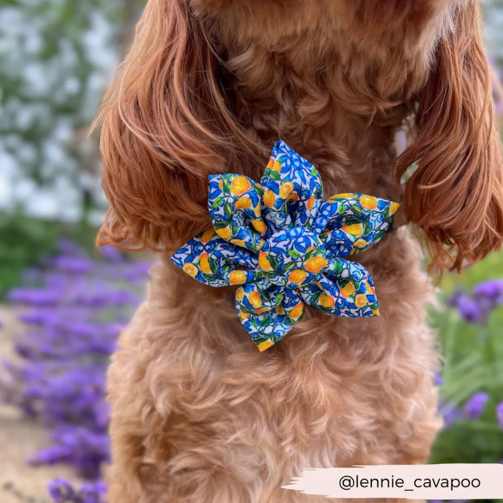 Cocopup Collar Flowers-Amalfi Lemon Collar Flower