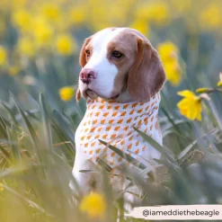 Cocopup Bandanas-Bandana - Easter Carrot