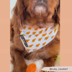 Cocopup Bandanas-Bandana - Easter Carrot
