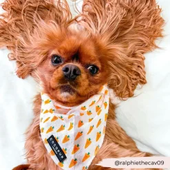 Cocopup Bandanas-Bandana - Easter Carrot