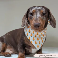 Cocopup Bandanas-Bandana - Easter Carrot