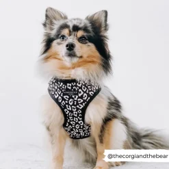 Cocopup Adjustable Harness Bundles-Black Leopard Adjustable Neck Harness, Lead & Collar Bundle