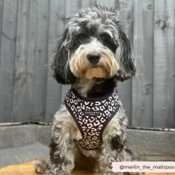 Cocopup Adjustable Neck Harnesses-Black Leopard Adjustable Neck HARNESS