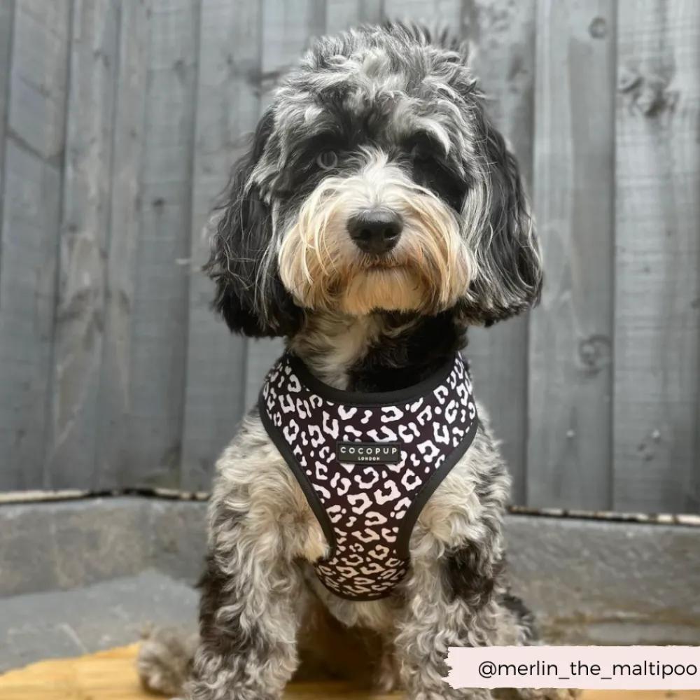 Cocopup Adjustable Neck Harnesses-Black Leopard Adjustable Neck HARNESS