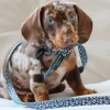 Cocopup Puppy Leads & Collars | Puppy Lead & Collar Sets-Black Leopard Puppy Lead & Collar Set