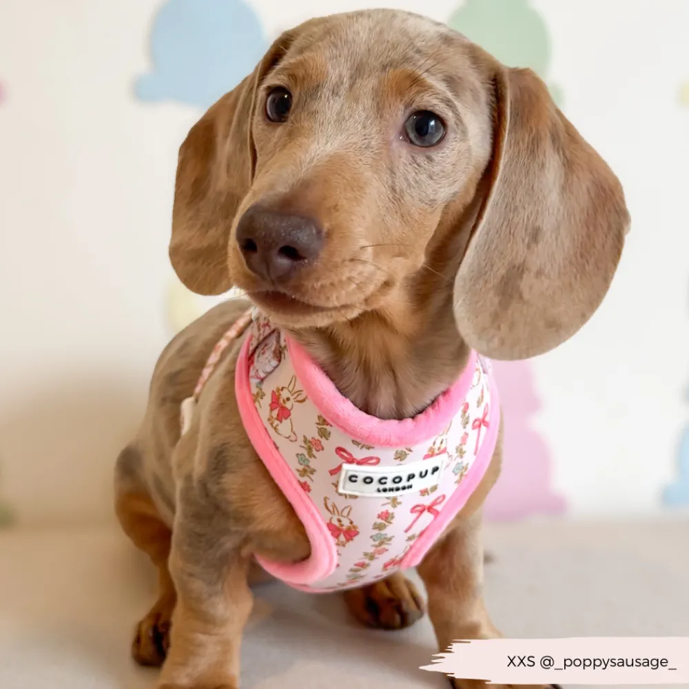 Cocopup Adjustable Harness Bundles-Bow-tiful Bunny Adjustable Neck Harness, Lead & Collar Bundle