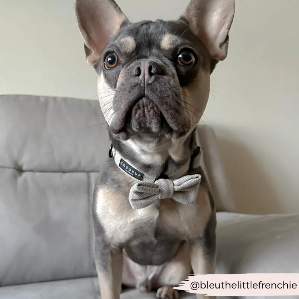 Cocopup Bow Ties-Brown Tweed Bow Tie
