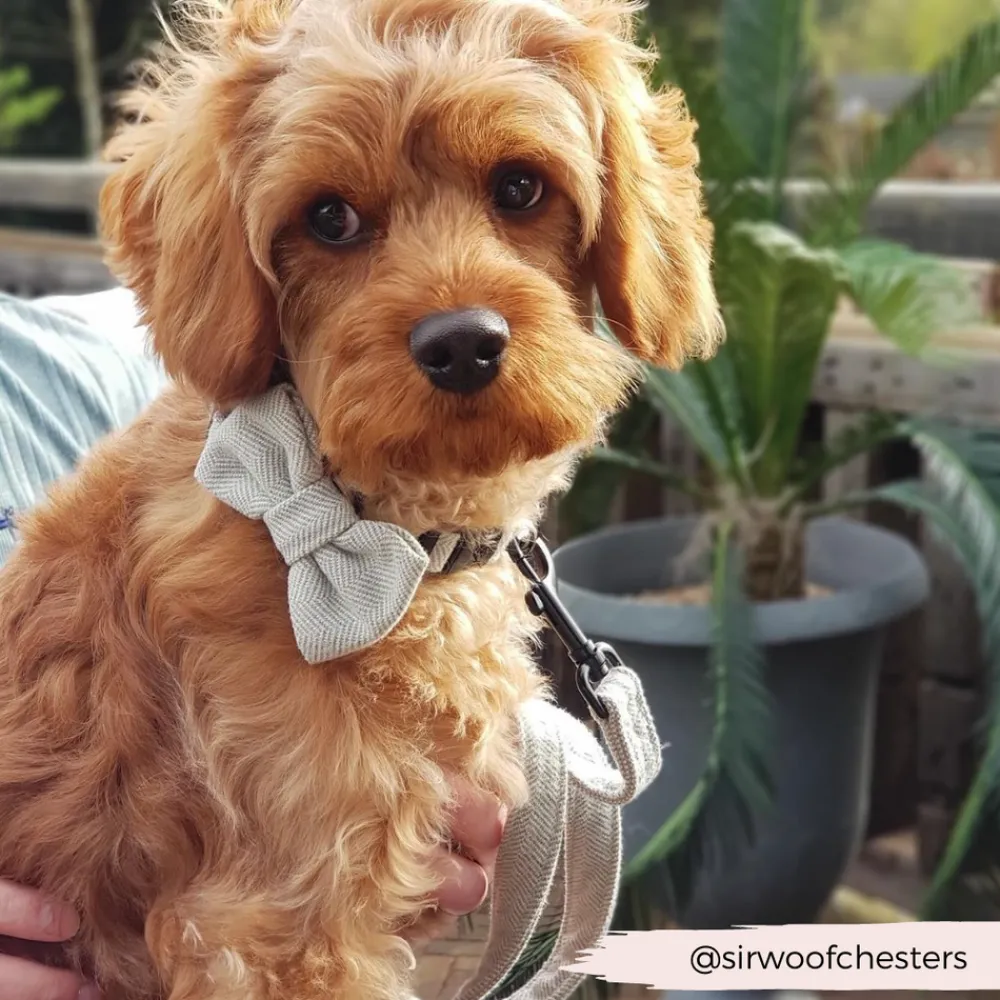 Cocopup Bow Ties-Brown Tweed Bow Tie
