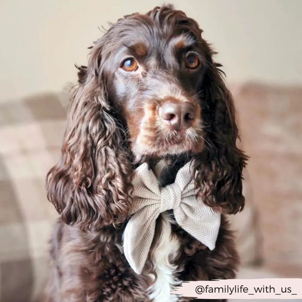 Cocopup Sailor Bow Ties-Brown Tweed Sailor Bow Tie