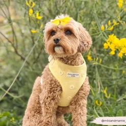 Cocopup Adjustable Neck Harnesses-Buttercup Pup Adjustable Neck HARNESS