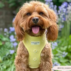 Cocopup Adjustable Harness Bundles-Buttercup Pup Adjustable Neck Harness, Lead & Collar Bundle