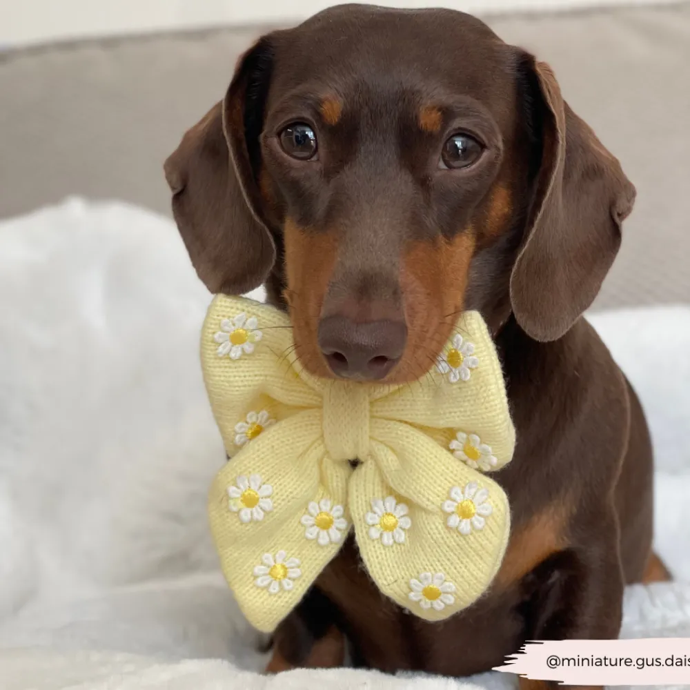 Cocopup Sailor Bow Ties-Buttercup Pup Sailor Bow Tie