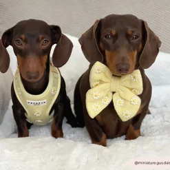 Cocopup Sailor Bow Ties-Buttercup Pup Sailor Bow Tie