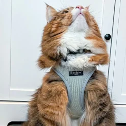 Cocopup Cat Collars | Cat Collars-Cat Collar - Sage Tweed