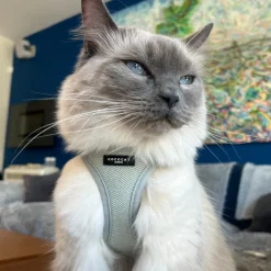Cocopup Cat Harnesses | Cat Harnesses-Cat Harness - Sage Tweed
