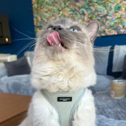 Cocopup Cat Harnesses | Cat Harnesses-Cat Harness - Sage Tweed