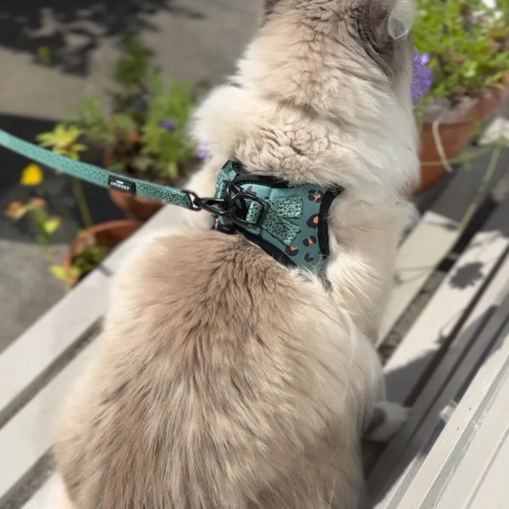 Cocopup Cat Bundles | Cat Harness Bundles-Cat Harness, Lead and Collar Bundle - Khaki Leopard
