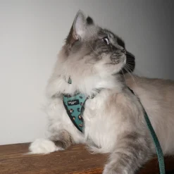 Cocopup Cat Bundles | Cat Harness Bundles-Cat Harness, Lead and Collar Bundle - Khaki Leopard