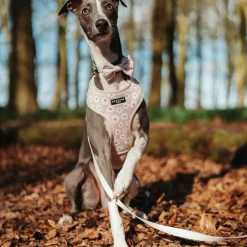 Cocopup Adjustable Harness Bundles-Daisy Chain Adjustable Neck Harness, Lead & Collar Bundle