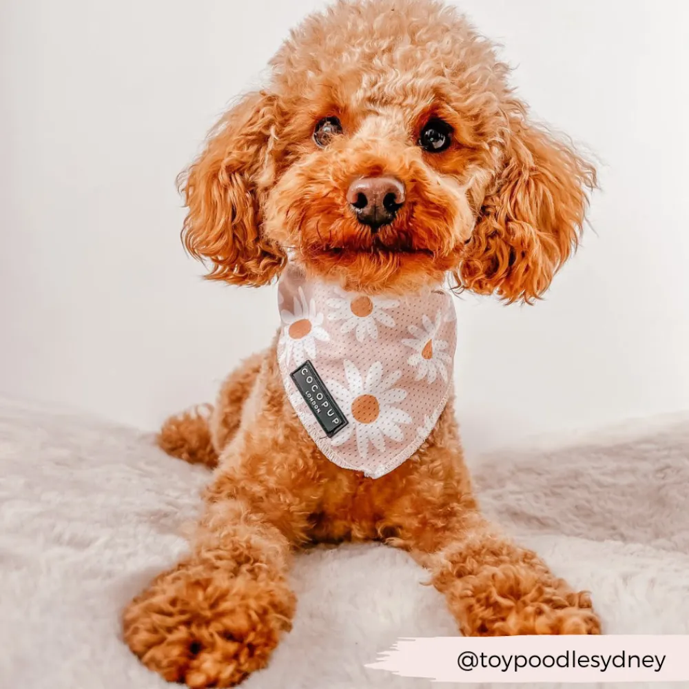 Cocopup Bandanas-Daisy Chain Bandana