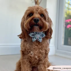 Cocopup Collar Flowers-Dinopaws Collar Flower