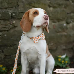 Cocopup Bow Ties-Easter Carrot Bow Tie