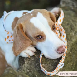 Cocopup Leads-Easter Carrot Lead