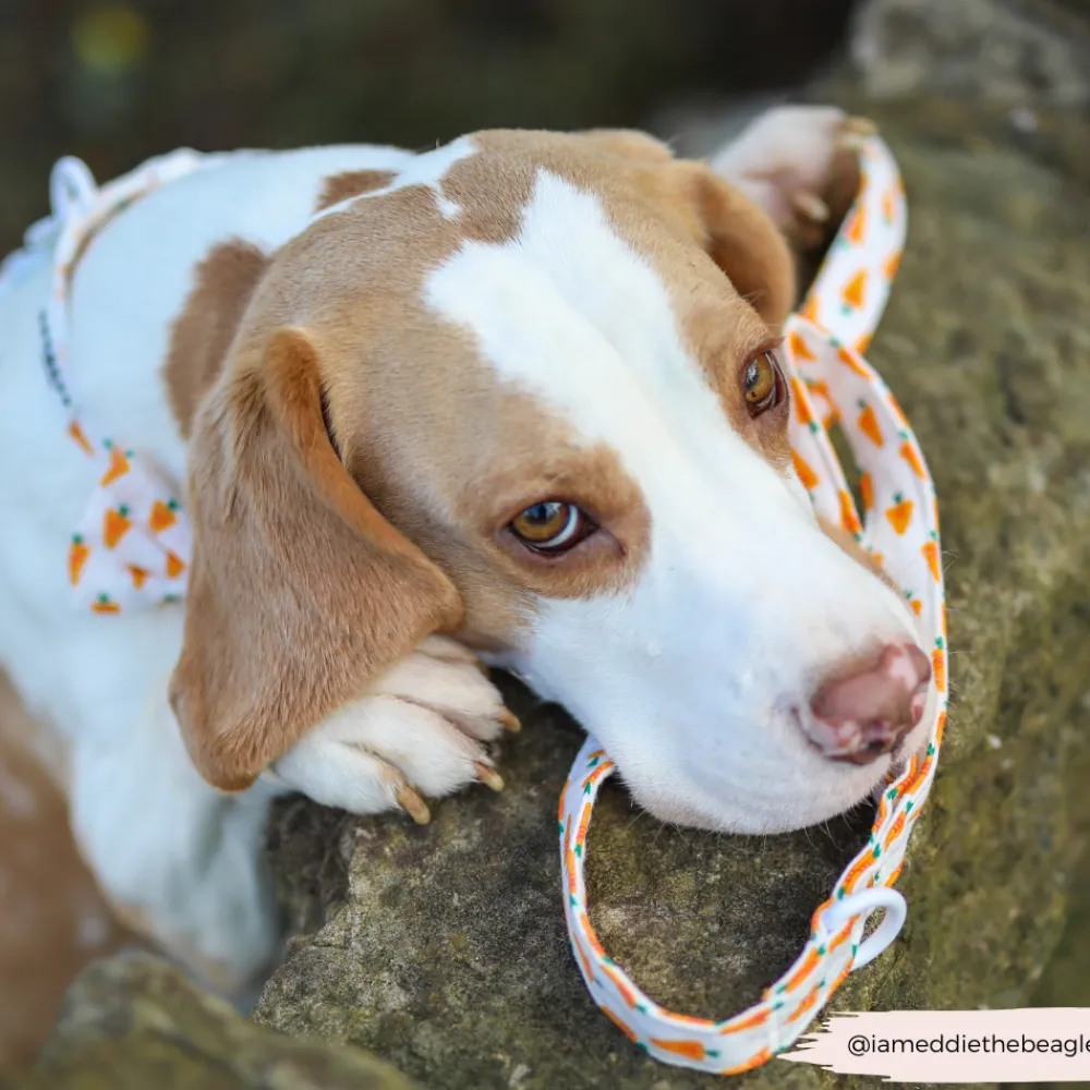 Cocopup Leads-Easter Carrot Lead