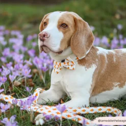 Cocopup Leads-Easter Carrot Lead