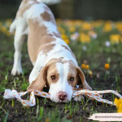Cocopup Leads-Easter Carrot Lead