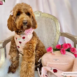 Cocopup Adjustable Harness Bundles-Embroidered Roses Teddy Adjustable Neck Harness, Lead & Collar Bundle