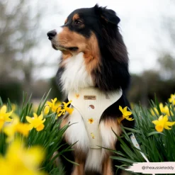 Cocopup Adjustable Harness Bundles-Embroidered Woodland Walkies Adjustable Neck Harness, Lead & Collar Bundle
