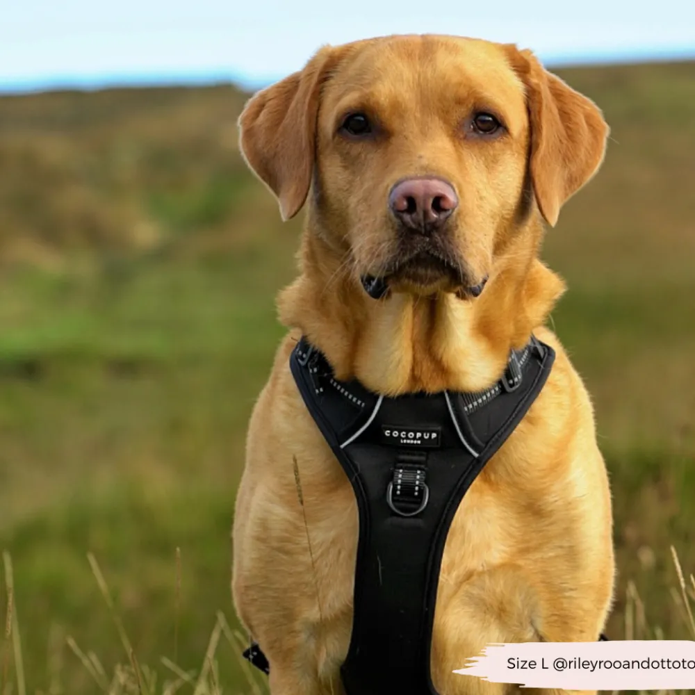 Cocopup Adjustable Neck Harnesses | Cocopup Explore Harnesses ⛰️-Explore Harness - NAKD Liquorice