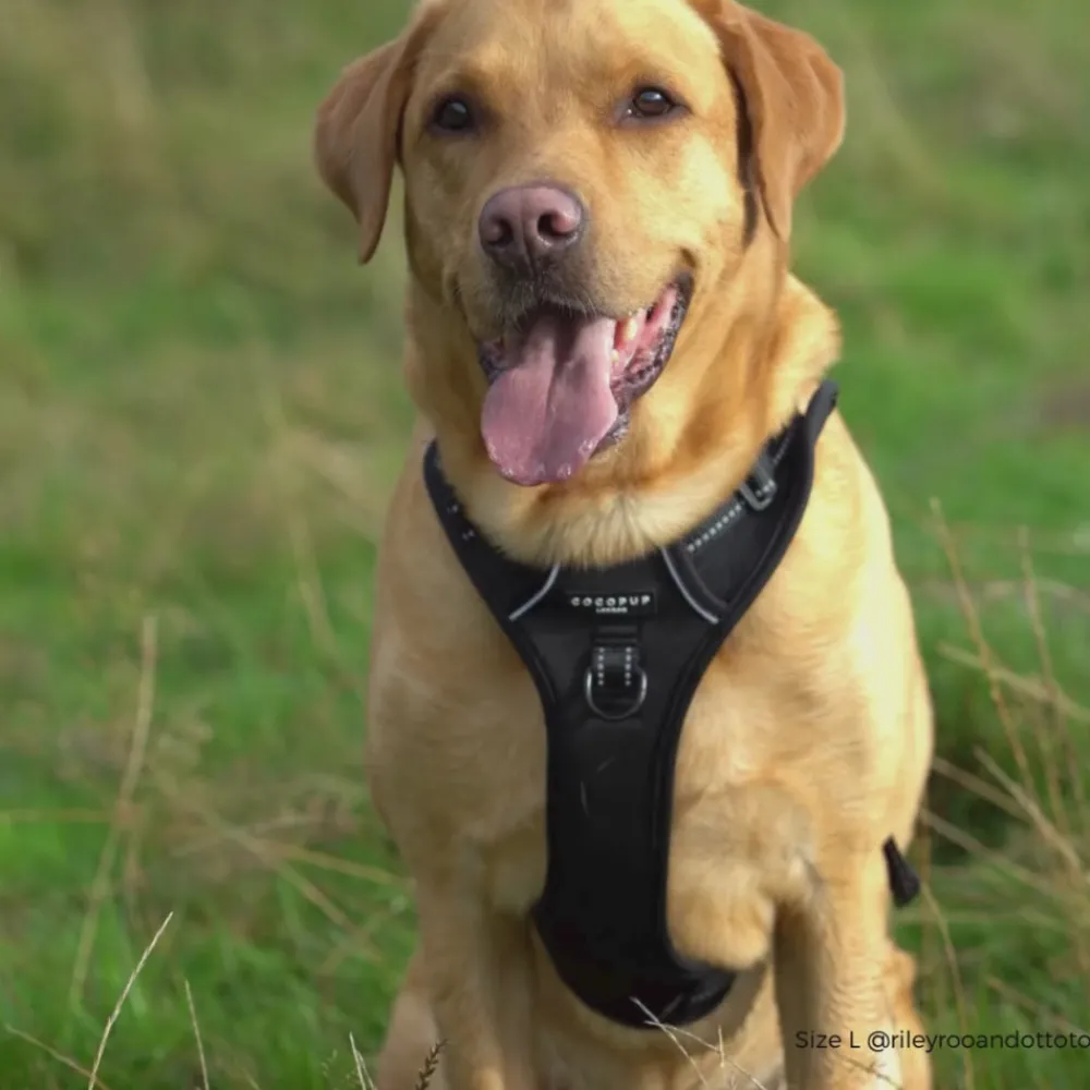 Cocopup Adjustable Neck Harnesses | Cocopup Explore Harnesses ⛰️-Explore Harness - NAKD Liquorice