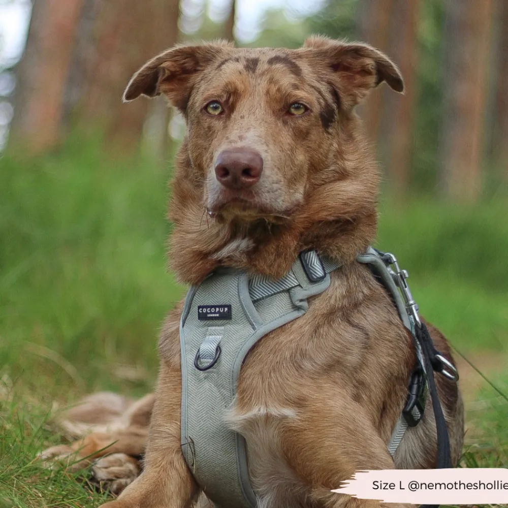Cocopup Adjustable Neck Harnesses | Cocopup Explore Harnesses ⛰️-Explore Harness - Sage Tweed