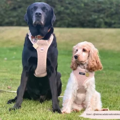 Cocopup Adjustable Neck Harnesses | Cocopup Explore Harnesses ⛰️-Explore Harness - Teddy Rupert