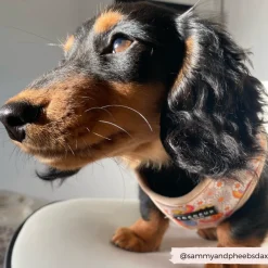 Cocopup Adjustable Harness Bundles-Groovy Florals Adjustable Neck Harness, Lead & Collar Bundle
