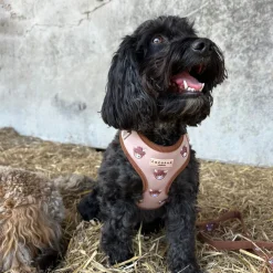 Cocopup Adjustable Neck Harnesses-Harold the Highland Cow Adjustable Neck HARNESS