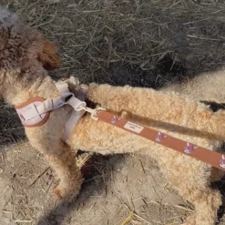 Cocopup Adjustable Harness Bundles-Harold the Highland Cow Adjustable Neck Harness, Lead & Collar Bundle