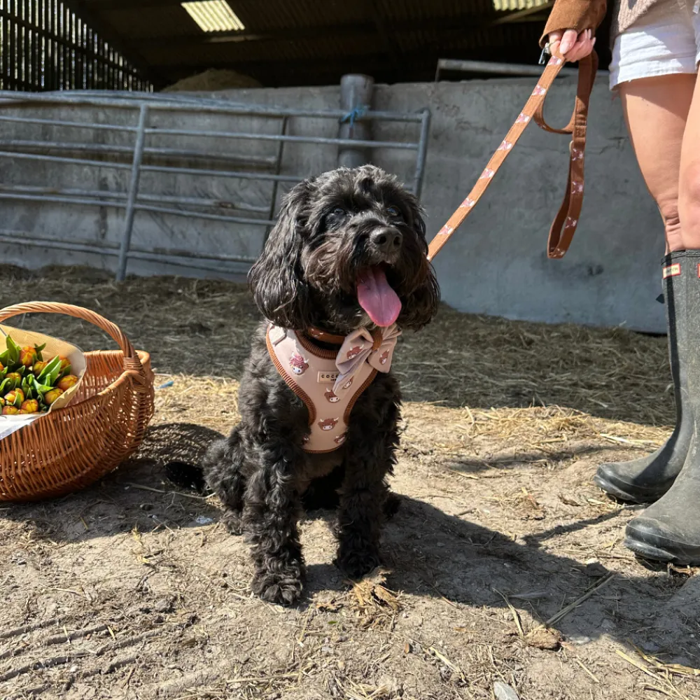 Cocopup Leads-Harold the Highland Cow Lead
