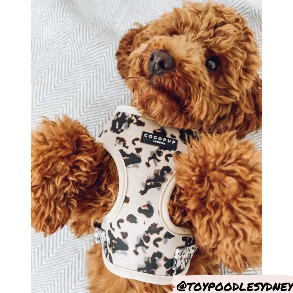 Cocopup Adjustable Harness Bundles-Ivory Tort Adjustable Neck Harness, Lead & Collar Bundle