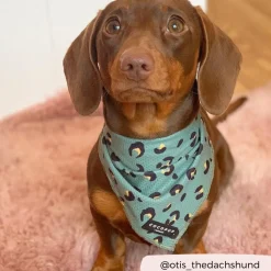 Cocopup Bandanas-Khaki Leopard Bandana