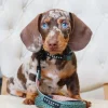 Cocopup Puppy Leads & Collars | Puppy Lead & Collar Sets-Khaki Leopard Puppy Lead & Collar Set