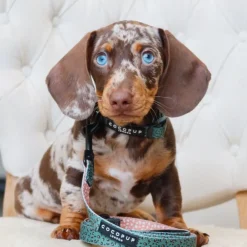 Cocopup Puppy Leads & Collars | Puppy Lead & Collar Sets-Khaki Leopard Puppy Lead & Collar Set