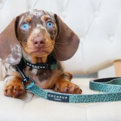 Cocopup Puppy Leads & Collars | Puppy Lead & Collar Sets-Khaki Leopard Puppy Lead & Collar Set