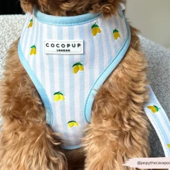 Cocopup Adjustable Neck Harnesses-Living La Vida Lemon Adjustable Neck HARNESS